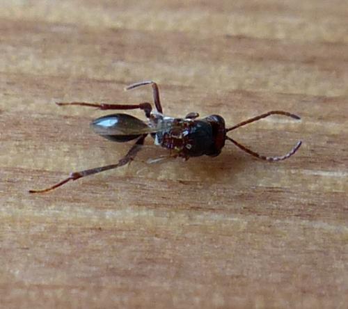 Callaspidia sp.