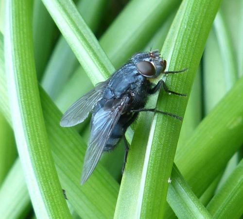Réf. 201 327 : Calliphora vomitoria