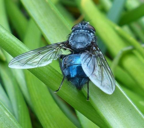 Réf. 201 328 : Calliphora vomitoria