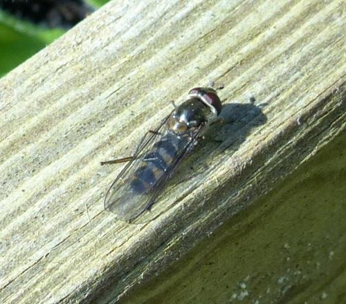 Meliscaeva auricollis