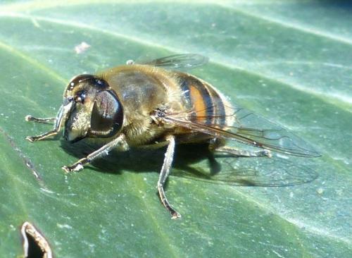 Réf. 201 409 : Eristalis tenax