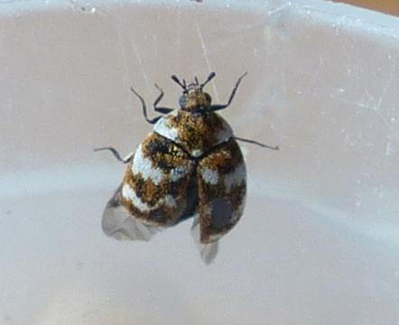 Réf. 201 408 : Anthrenus verbasci