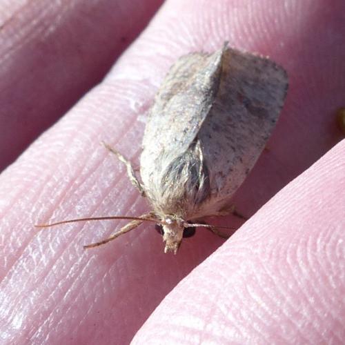 Orthosia cruda