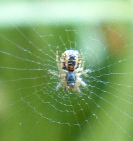 Mangora acalypha