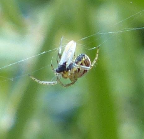 Mangora acalypha