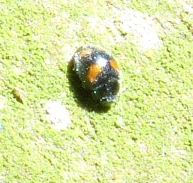 Nephus quadrimaculatus