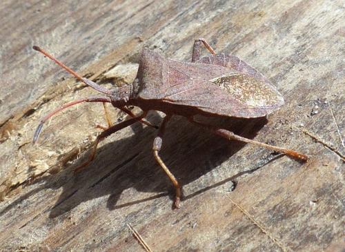 Réf. 201 522 : Coreus marginatus