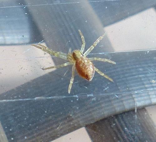 Philodromus sp.