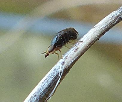 Réf. 201 533 : Camarota curvipennis