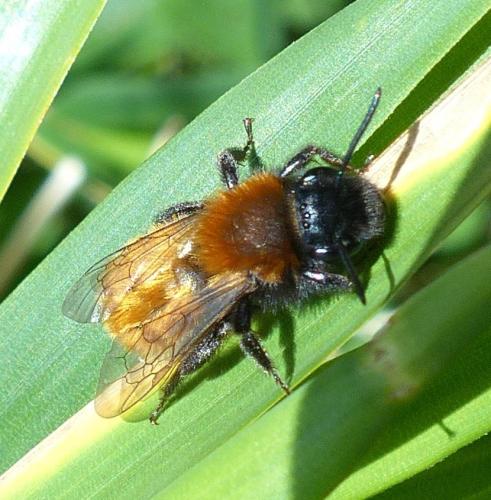 Andrena fulva