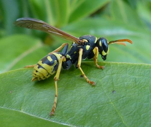 Polistes dominula