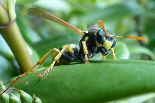 Polistes dominula