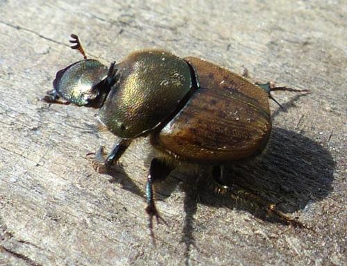 Onthophagus coenobita