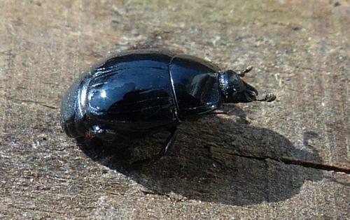Margarinotus ignobilis