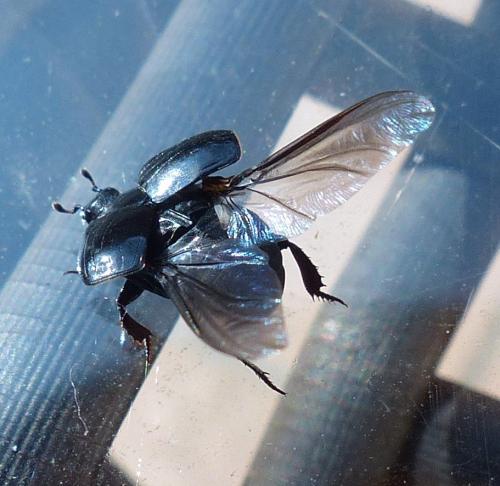 Margarinotus ignobilis