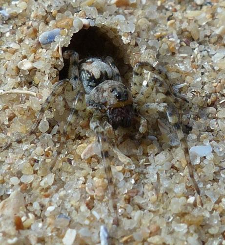 Arctosa perita