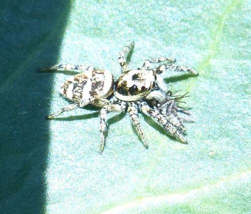Salticus scenicus