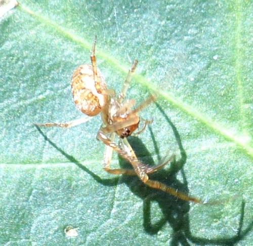 Metellina sp.