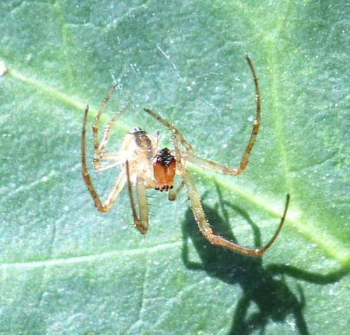 Metellina sp.