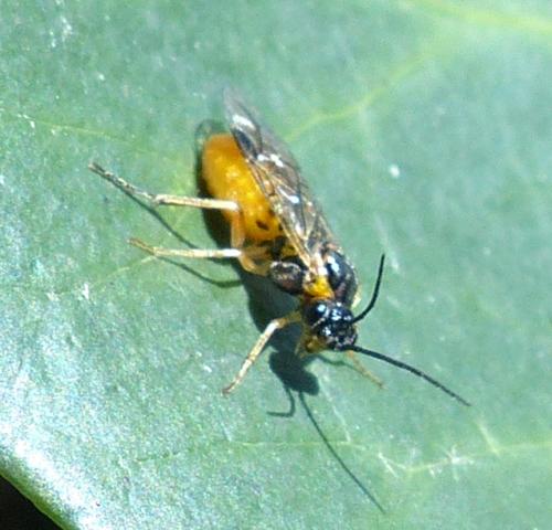 Nematinae