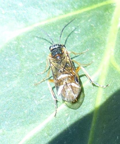Nematinae