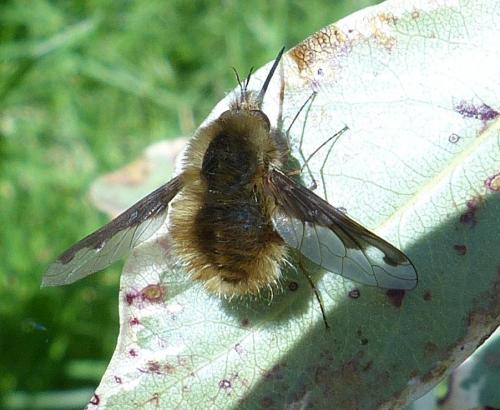 Bombylius major