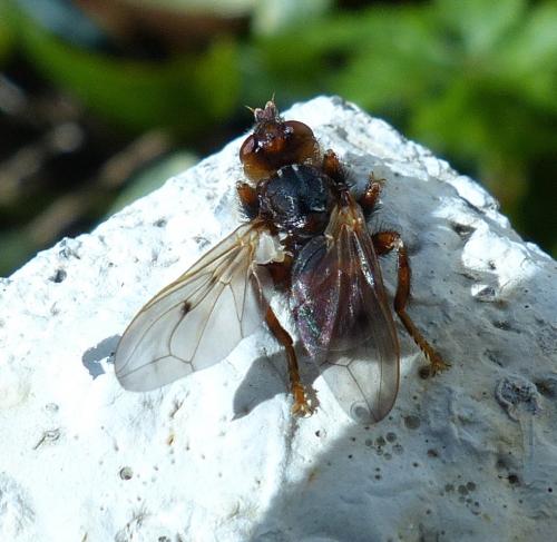 Myopa testacea