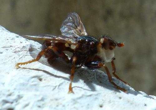Myopa testacea