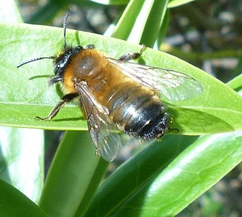 Andrena nigroaenea