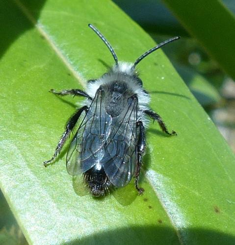 Andrena cineraria