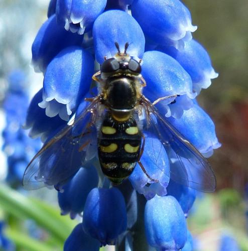 Réf. 201 680 : Eupeodes luniger