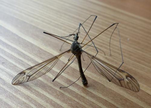 Tipula sp.