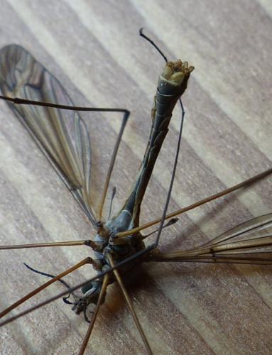 Réf. 201 697 : Tipula sp.
