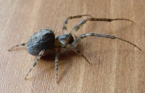 Zygiella x-notata