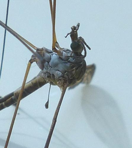 Réf. 201 705 : Tipula sp.