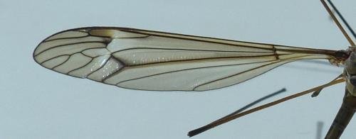 Réf. 201 706 : Tipula sp.