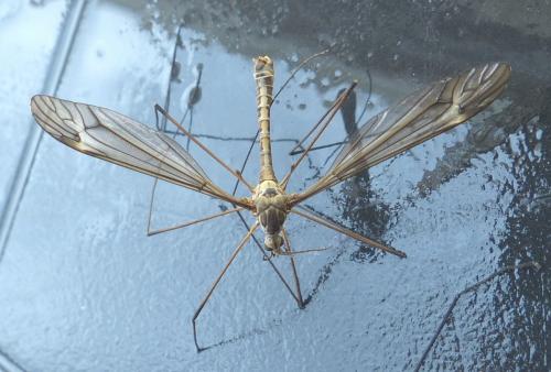 Tipula sp.