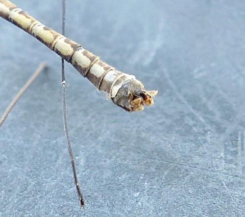 Tipula sp.