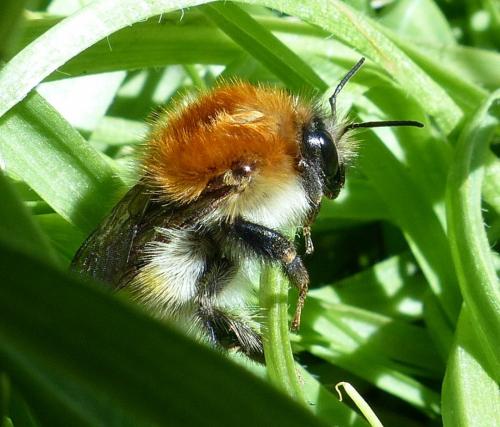 Réf. 201 766 : Bombus pascuorum