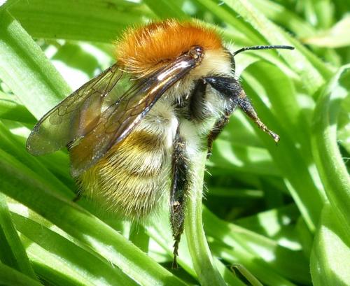 Réf. 201 767 : Bombus pascuorum