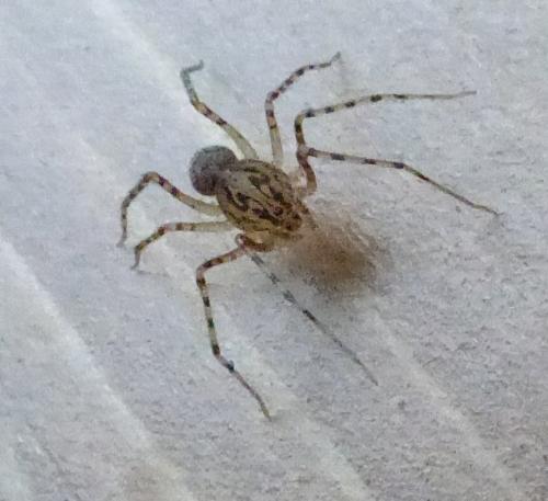 Réf. 201 790 : Scytodes thoracica