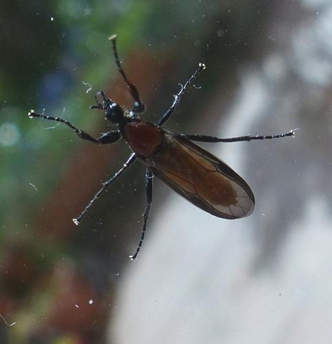 Bibio anglicus