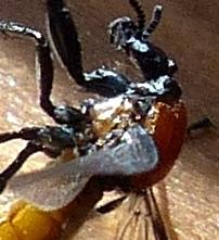 Bibio anglicus