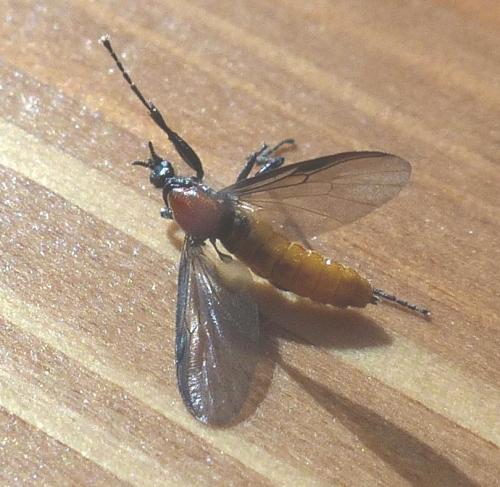 Bibio anglicus