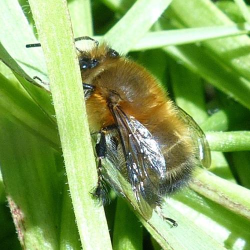 Anthophora plumipes