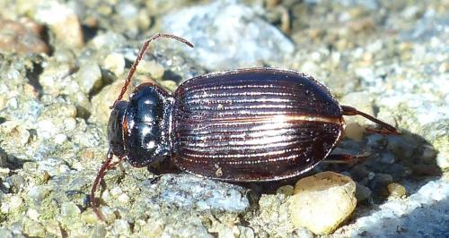 Réf. 201 964 : Nebria sp.