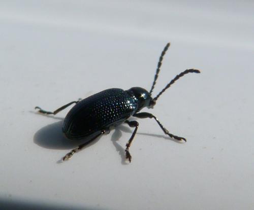 Oulema sp.