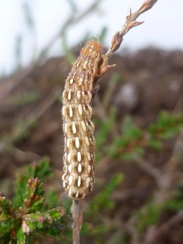 Réf. 201 869 : Lycophotia porphyrea