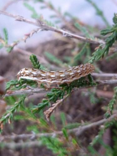 Réf. 201 870 : Lycophotia porphyrea