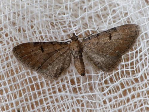 Réf. 201 412 : Eupithecia absinthiata